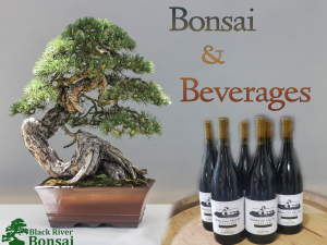 Bonsai & Beverages Workshop - 11/8/25